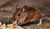 24 Hour & Emergency Exterminators in Panamint Springs, CA